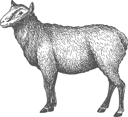 artwork of a lamb