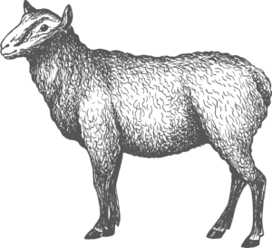 lamb